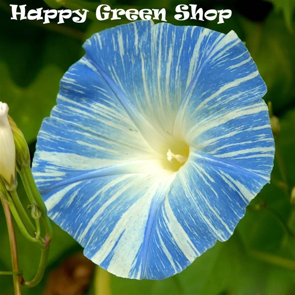 Morning glory 'Flying saucers' - 150 seeds (Ipomoea tricolor)