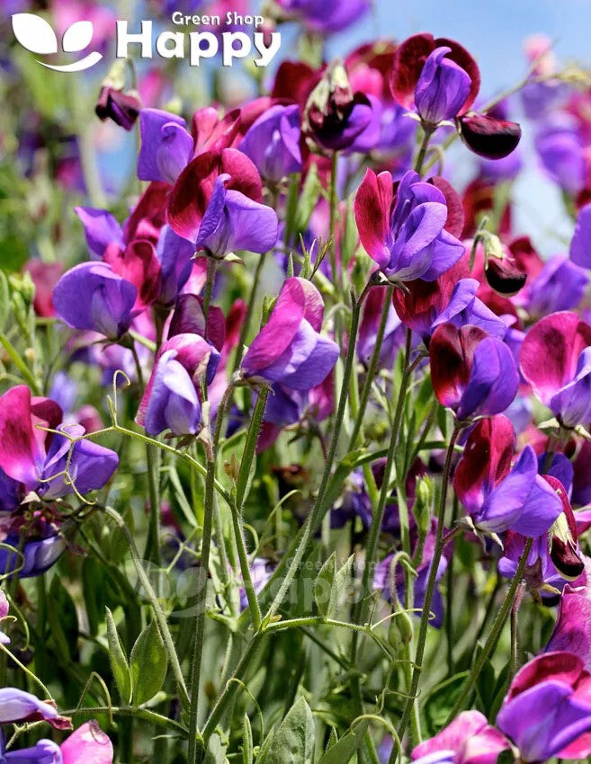 Sweet Pea Old Spice 'Cupani' - 20 seeds (Lathyrus odoratus)