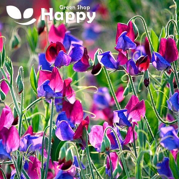 Sweet Pea Old Spice 'Cupani' - 20 seeds (Lathyrus odoratus)