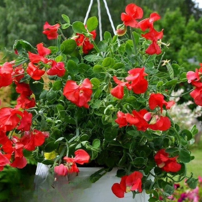 Sweet Pea Dwarf Scarlet - 20 seeds (Lathyrus odoratus)