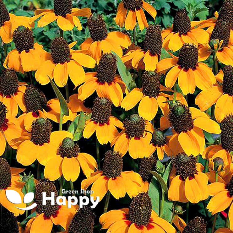 Rudbeckia 'Clasping coneflower' - 1000 seeds (Rudbeckia amplexicaulis)