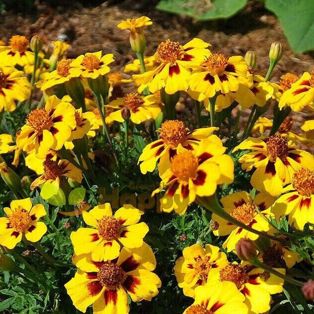 French marigold 'Legion of honour' - 350 seeds (Tagetes patula nana)