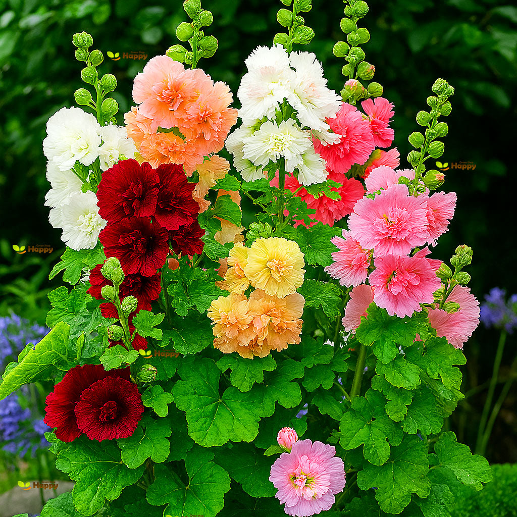 Hollyhock 'Majorette double' mix - 150 seeds (Althaea Rosea)