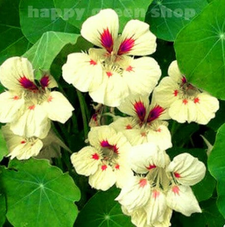 Nasturtium `Lady bird` mix - 30 seeds (Tropaeolum majus nanum)