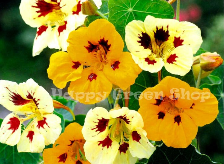 Nasturtium `Lady bird` mix - 30 seeds (Tropaeolum majus nanum)