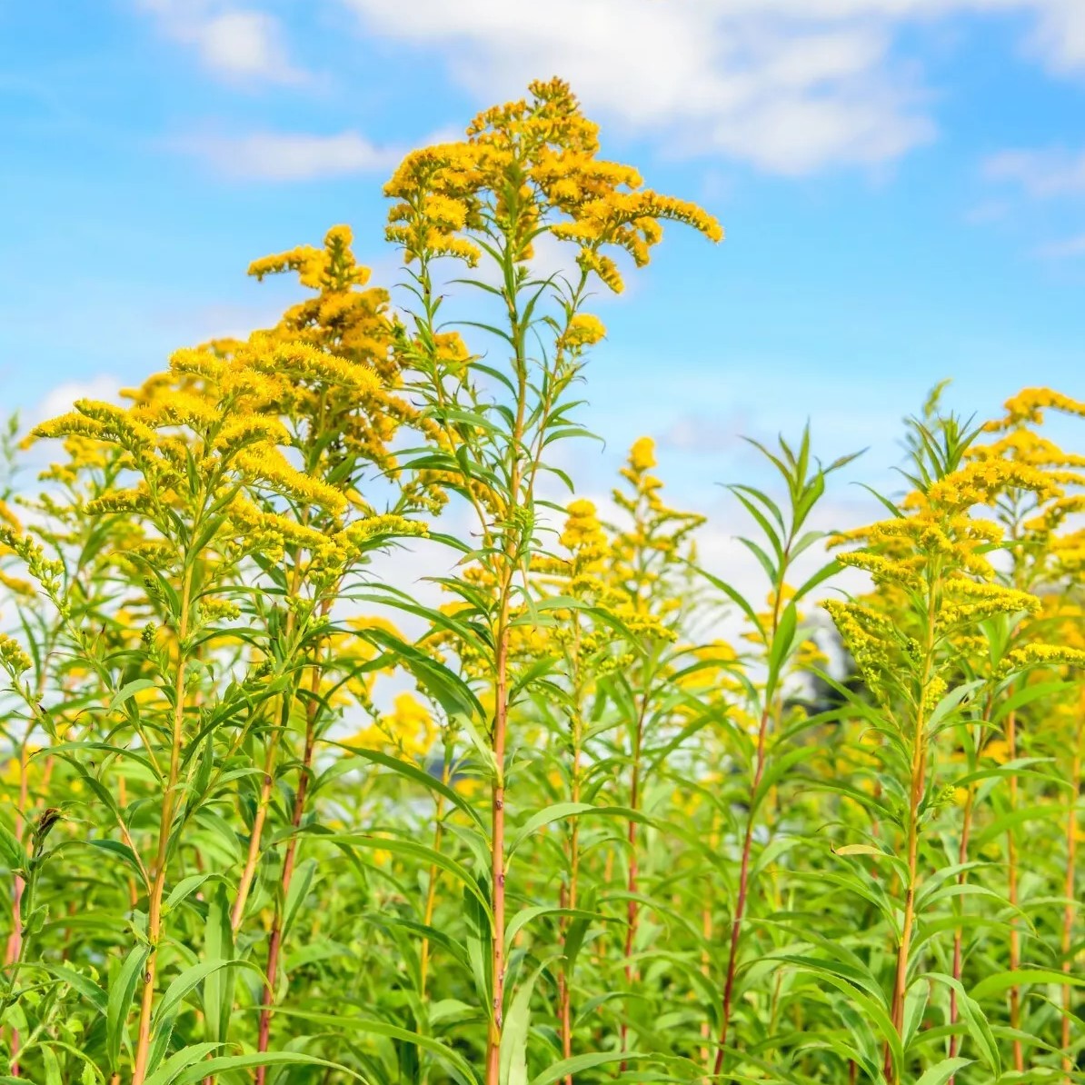 Golden Rod Yellow Springs - 2000 seeds (Solidago canadensis)