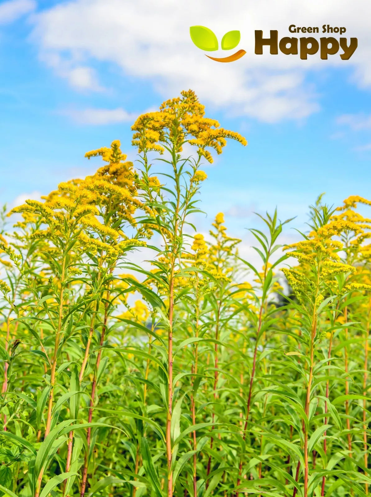 Golden Rod Yellow Springs - 2000 seeds (Solidago canadensis)