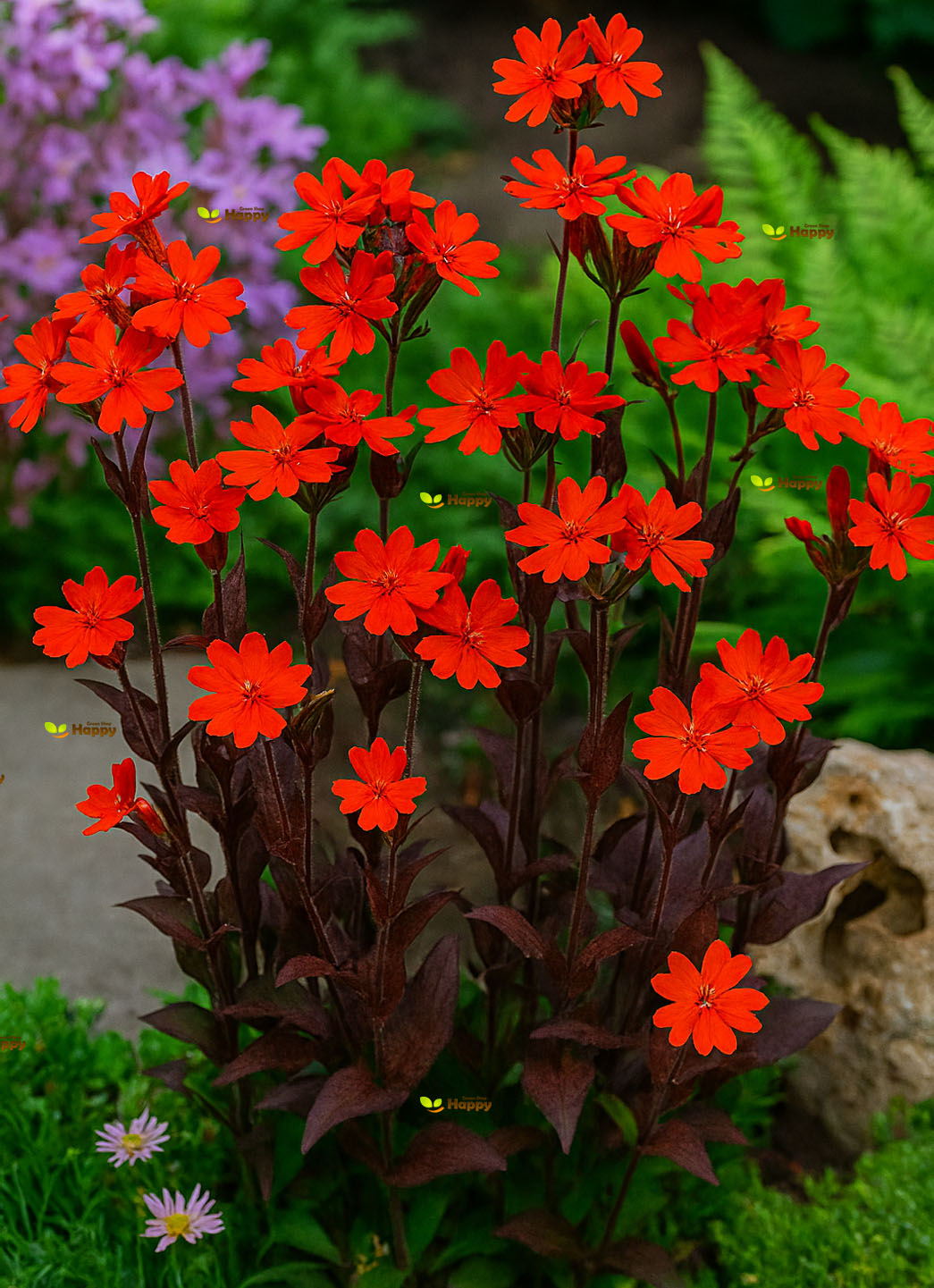 Arkwright's campion - 250 seeds (Lychnis Arkwrightii vesuvius)
