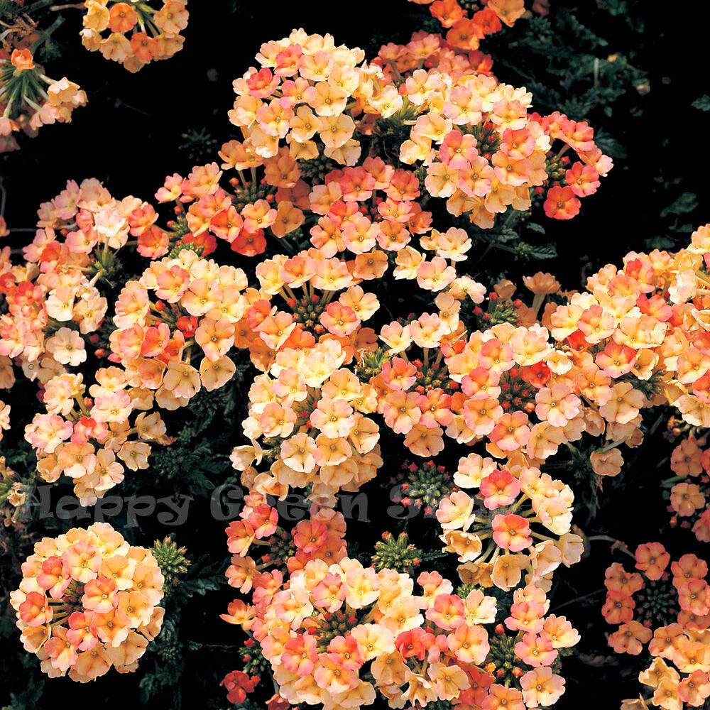 Dwarf verbena 'Apricot' - 110 seeds (Verbena hybrida nana)