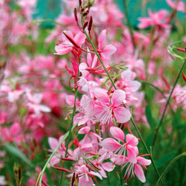 Beeblossom rosy-white - 20 seeds (Gaura lindheimeri)