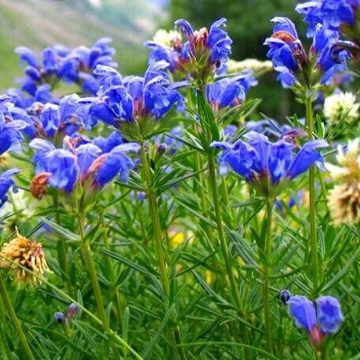 Moldavian dragonhead - 400 seeds (Dracocephalum Moldavica)