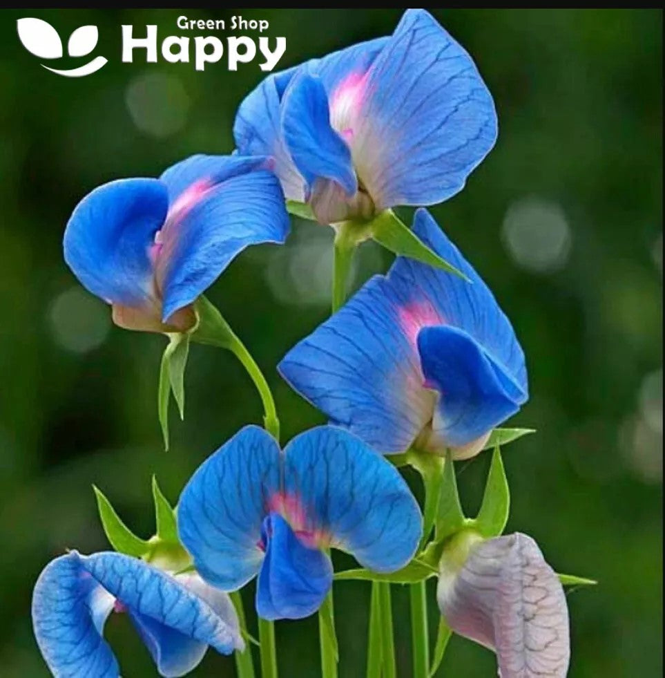 Indian Pea `Azureus` blue, pink - 20 seeds (Lathyrus sativus)