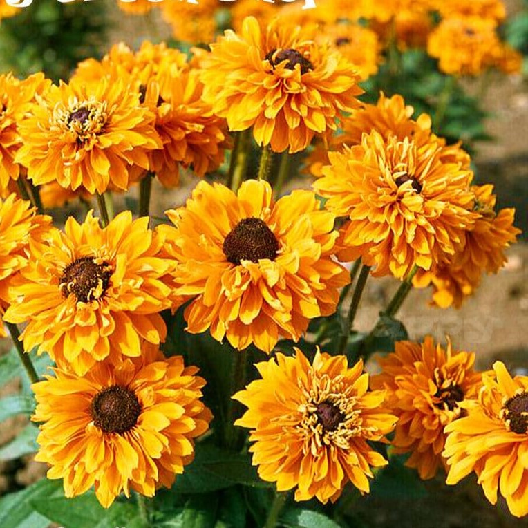 Rudbeckia Goldilocks - 300 seeds (Rudbeckia hirta)