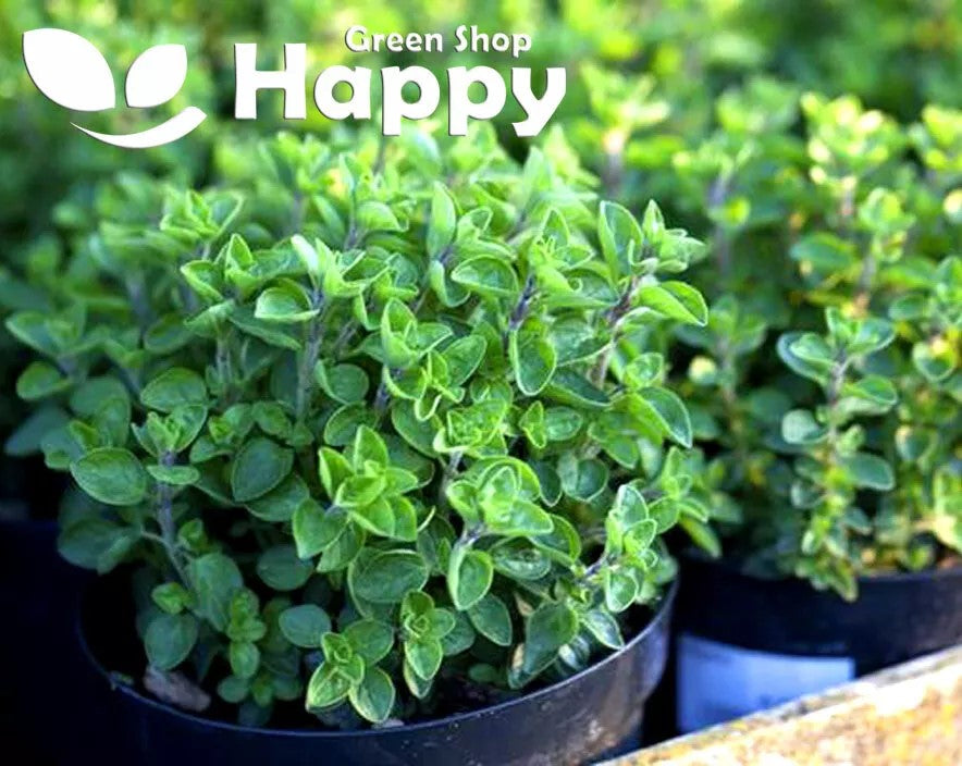 Greek oregano - 2200 seeds (Origanum hirtum)
