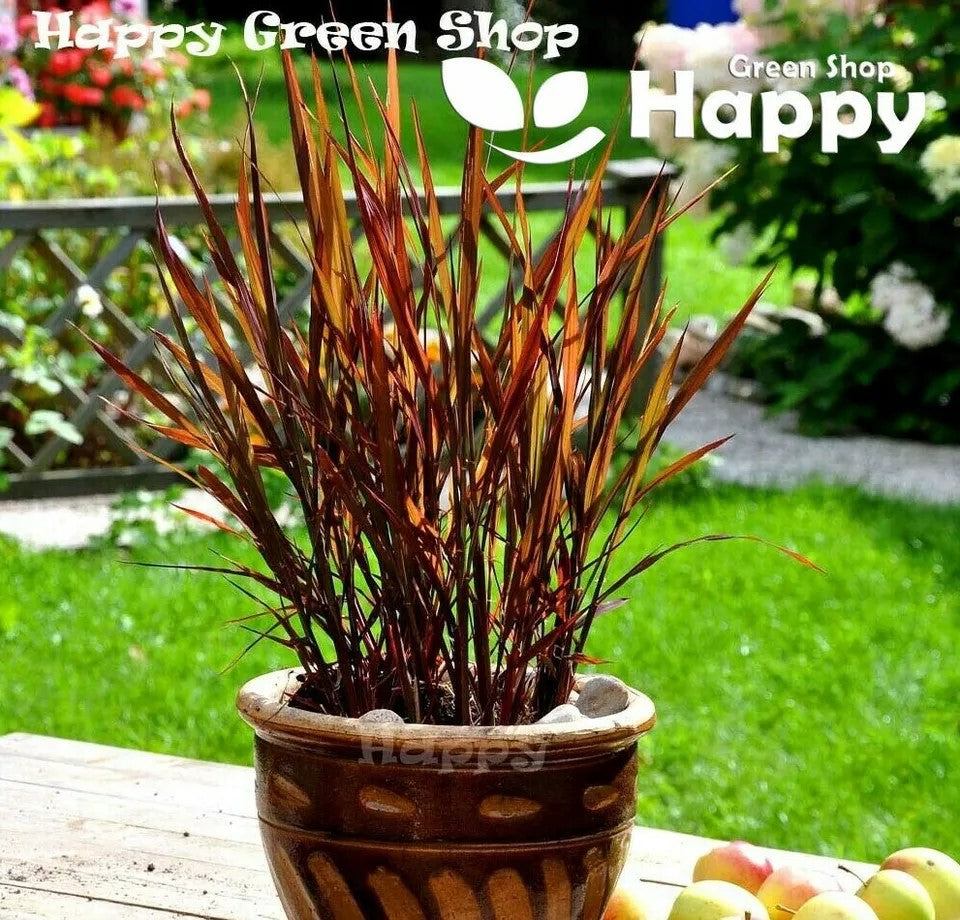 Ornamental rice 'Black madras' - 50 seeds (Oryza sativa)