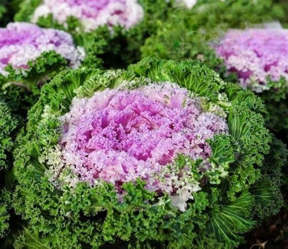 Ornamental Kale - 80 seeds (Brassica oleracea)