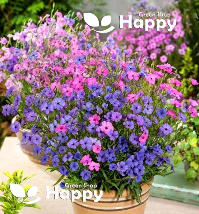 Silene 'Coeli rosa' mix - 1000 seeds