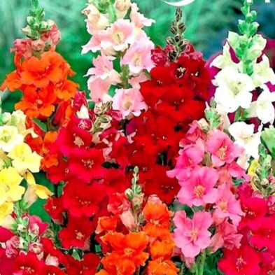 Snapdragon 'Trumpet serenade' - 1000 seeds (Antirrhinum majus)