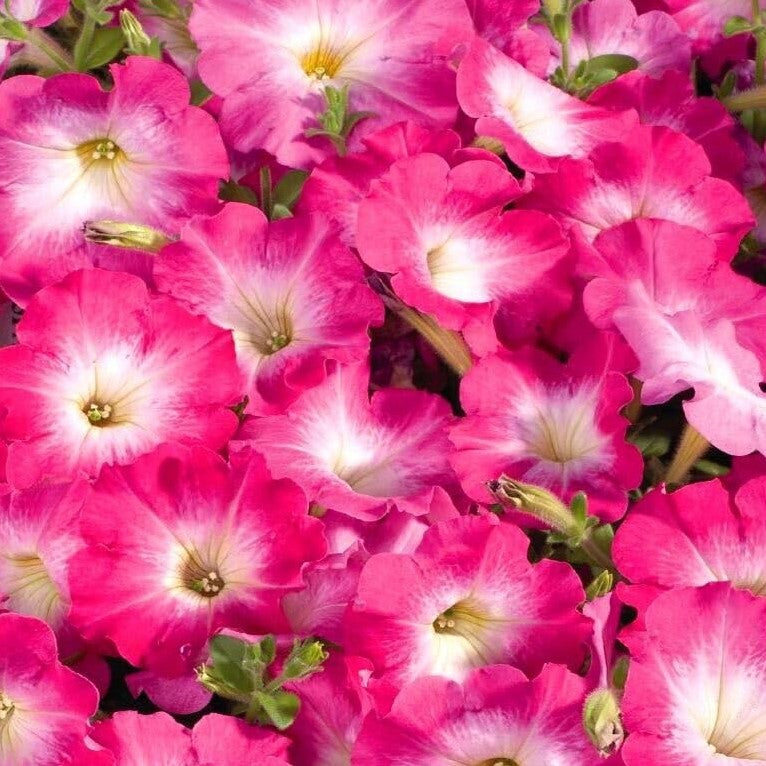 Petunia F1 'Pink Morn' - 100 seeds (Petunia grandiflora)
