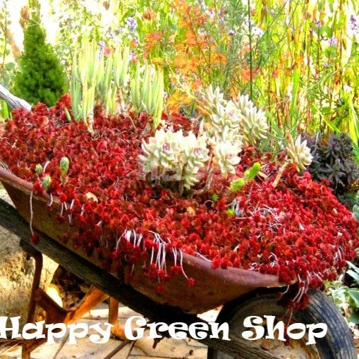 Dragon's blood succulent - 250 seeds (Sedum Spurium coccineum)