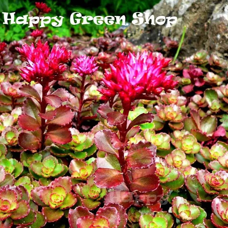 Dragon's blood succulent - 250 seeds (Sedum Spurium coccineum)