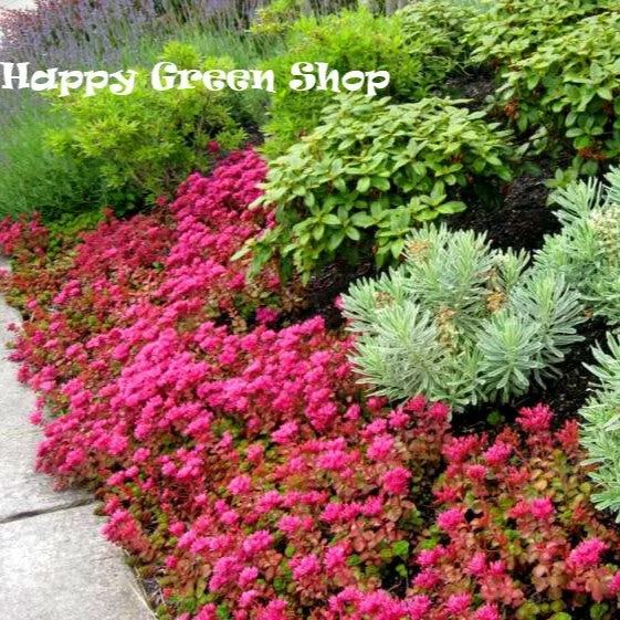 Dragon's blood succulent - 250 seeds (Sedum Spurium coccineum)