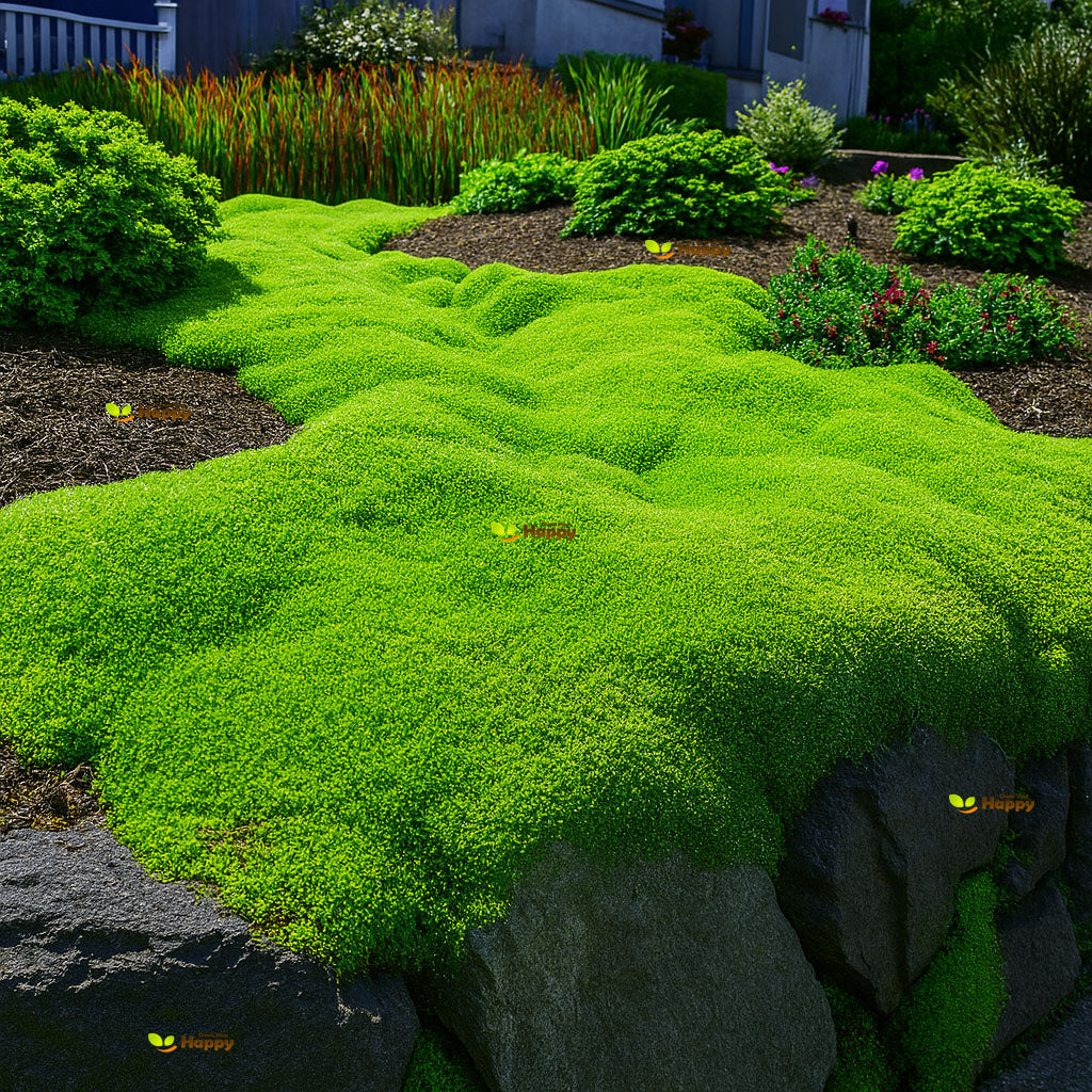 Irish moss - 1000 seeds (Sagina subulata) Heath Pearlwort Lawn