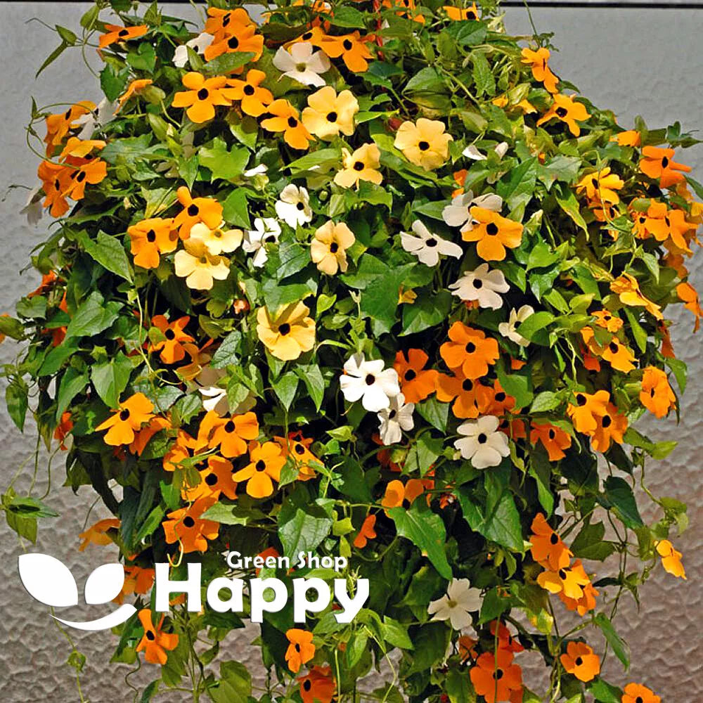 Black eyed susan Mix - 40 seeds (Thunbergia Alata)