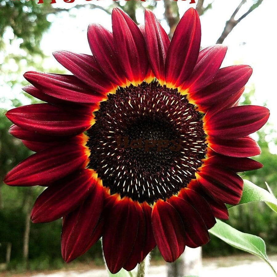 Sunflower 'Moulin rouge' - 30 seeds (Helianthus annuus)