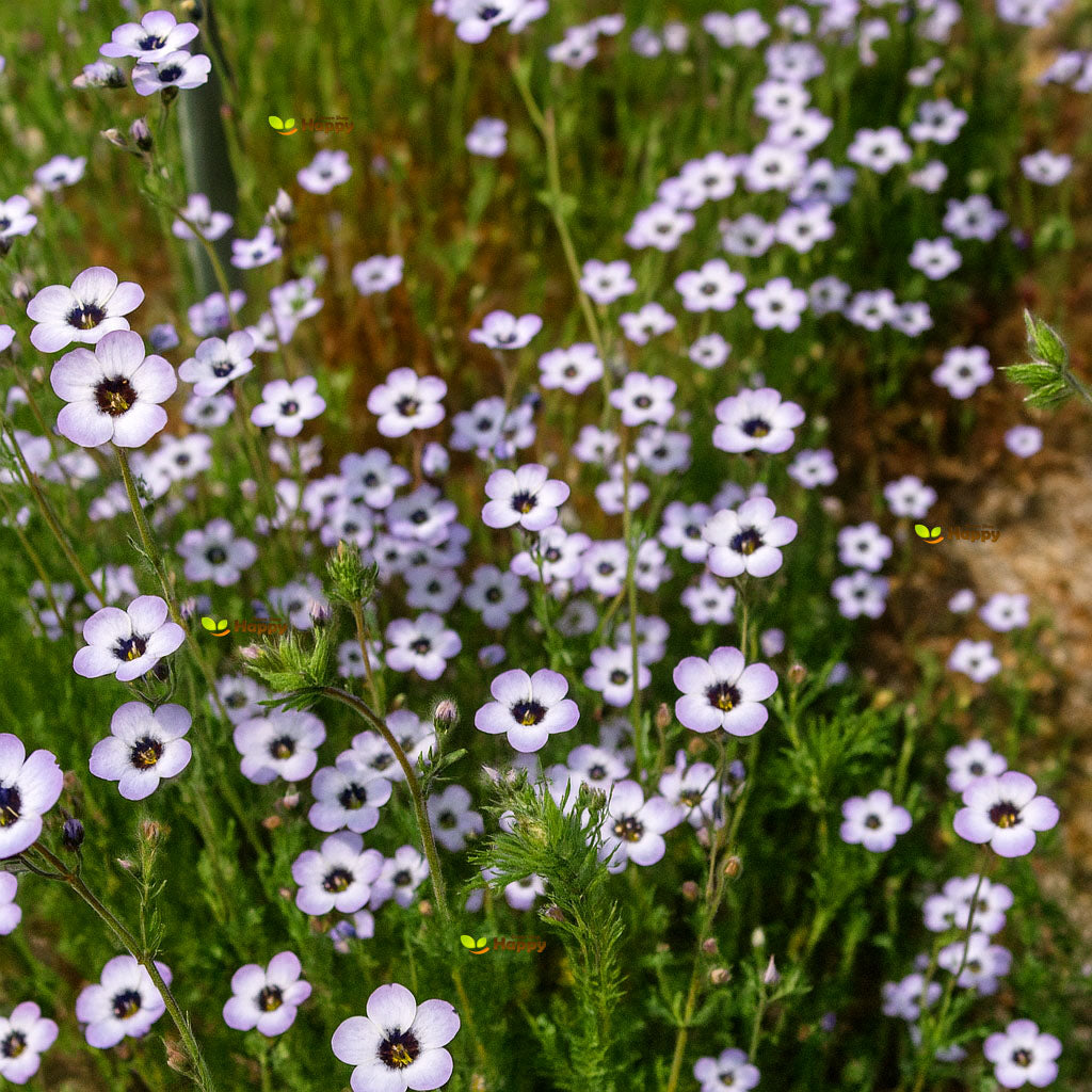Bird's Eyes - 1100 Seeds (Gillia Tricolor)