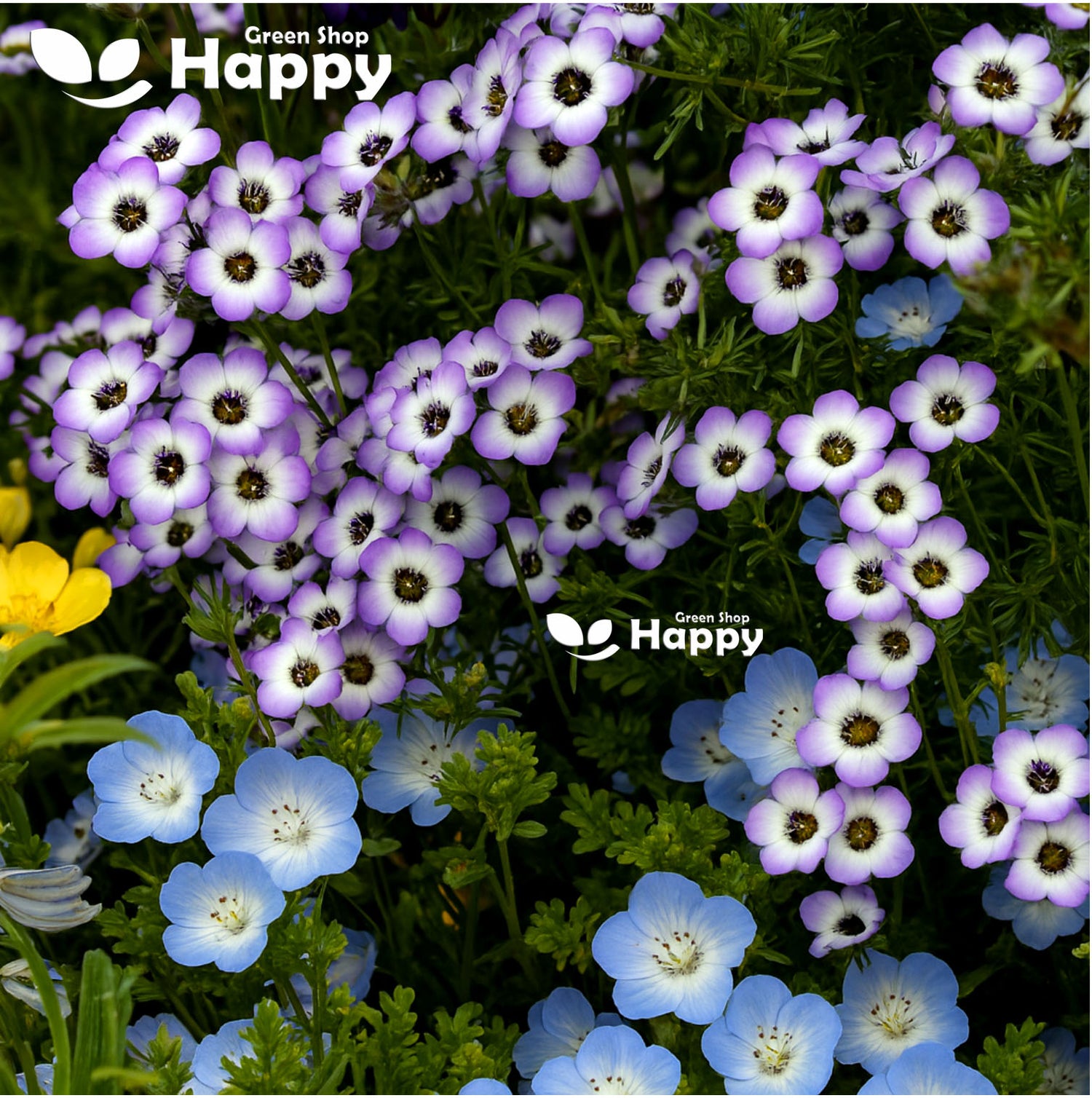 Bird's Eyes - 1100 Seeds (Gillia Tricolor)