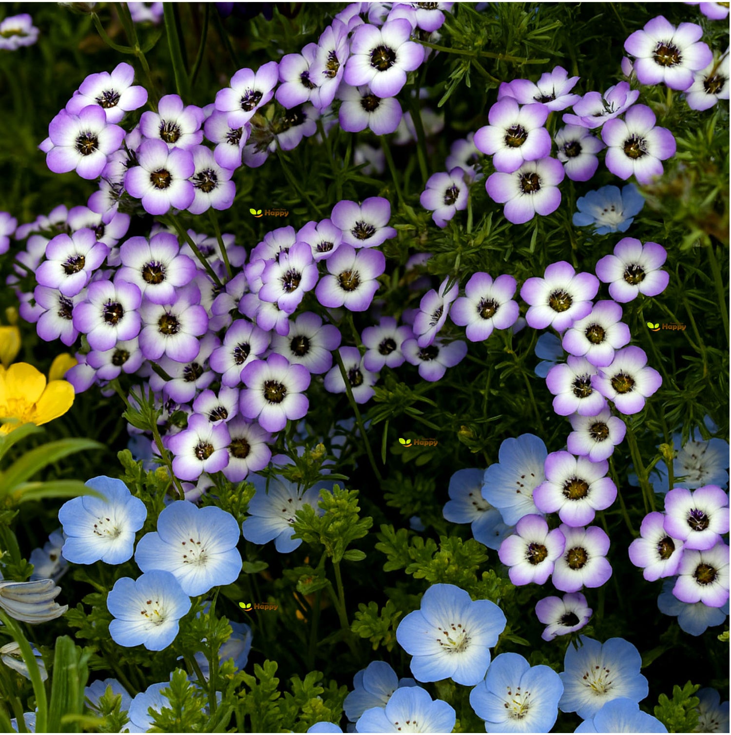 Bird's Eyes - 1100 Seeds (Gillia Tricolor)