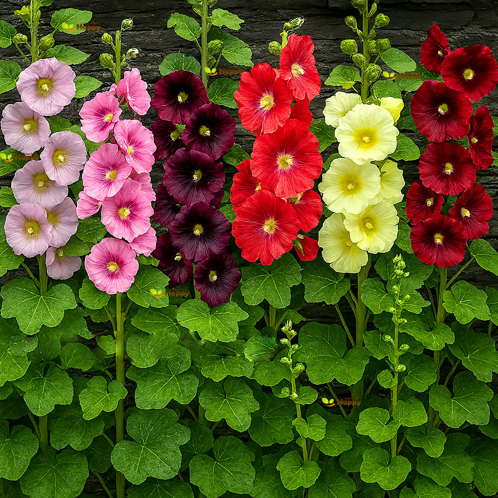 Hollyhock single mix - 150 seeds (Alcea Ficifolia)