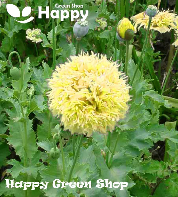 Peony Poppy Yellow - 2200 seeds (Papaver paeoniflorum)