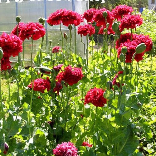 Peony Poppy Red - 2000 seeds (Papaver paeoniflorum)