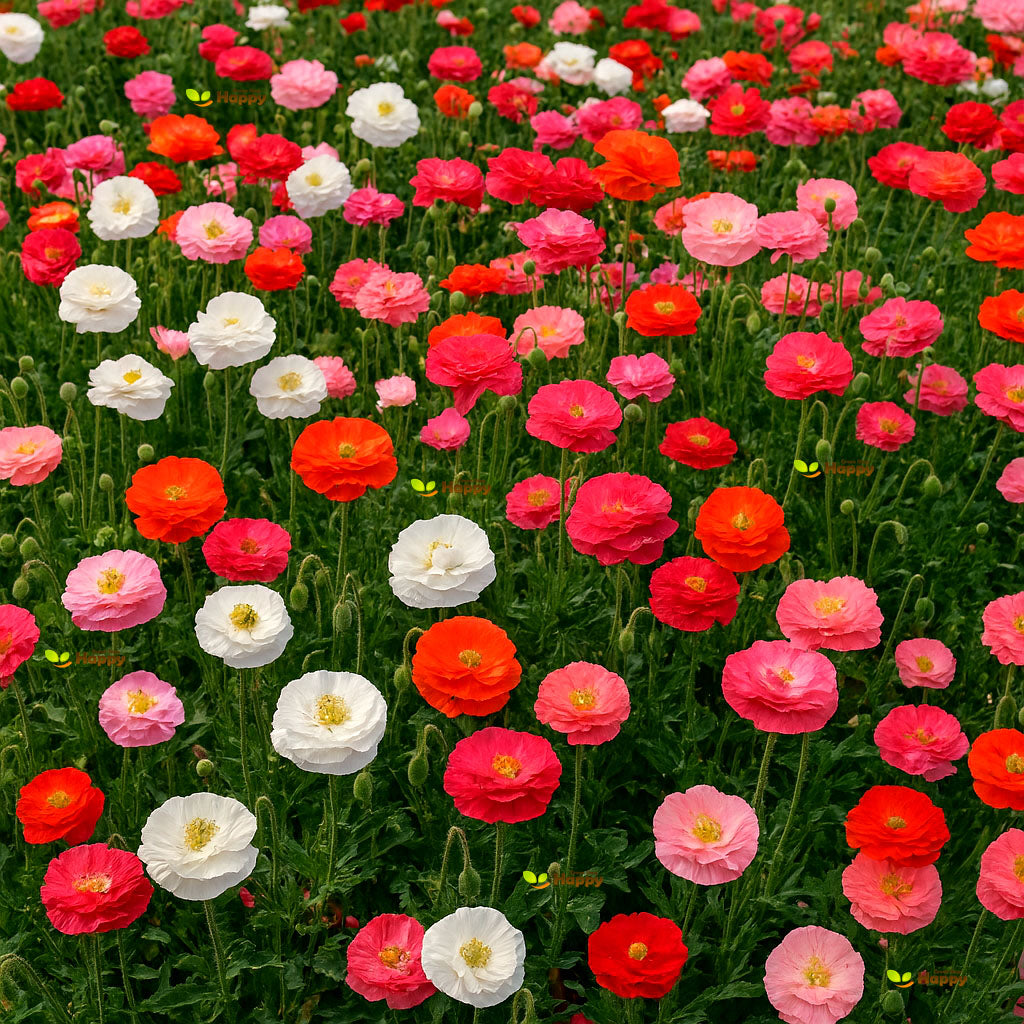 Poppy Shirley Double Mix – 10 000 seeds (Papaver rhoeas)