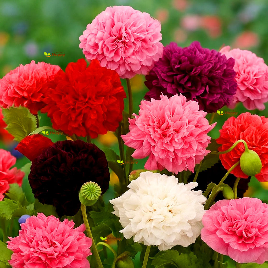 Poppy Shirley Double Mix – 10 000 seeds (Papaver rhoeas)