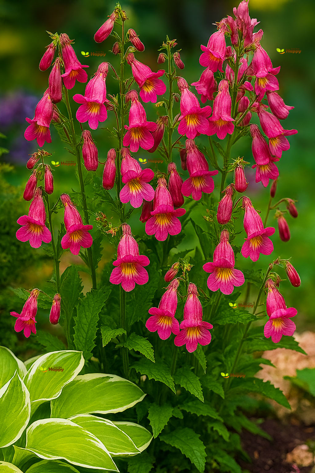 Chinese Foxglove – 100 seeds (Rehmannia Angulata)