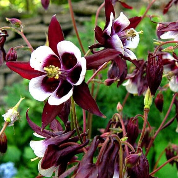 Columbine Seeds ‘William Guinness’ – 100 seeds (Aquilegia Vulgaris)