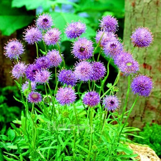 Sheep's bit Purple lights - 600 seeds (Jasione Laevis)