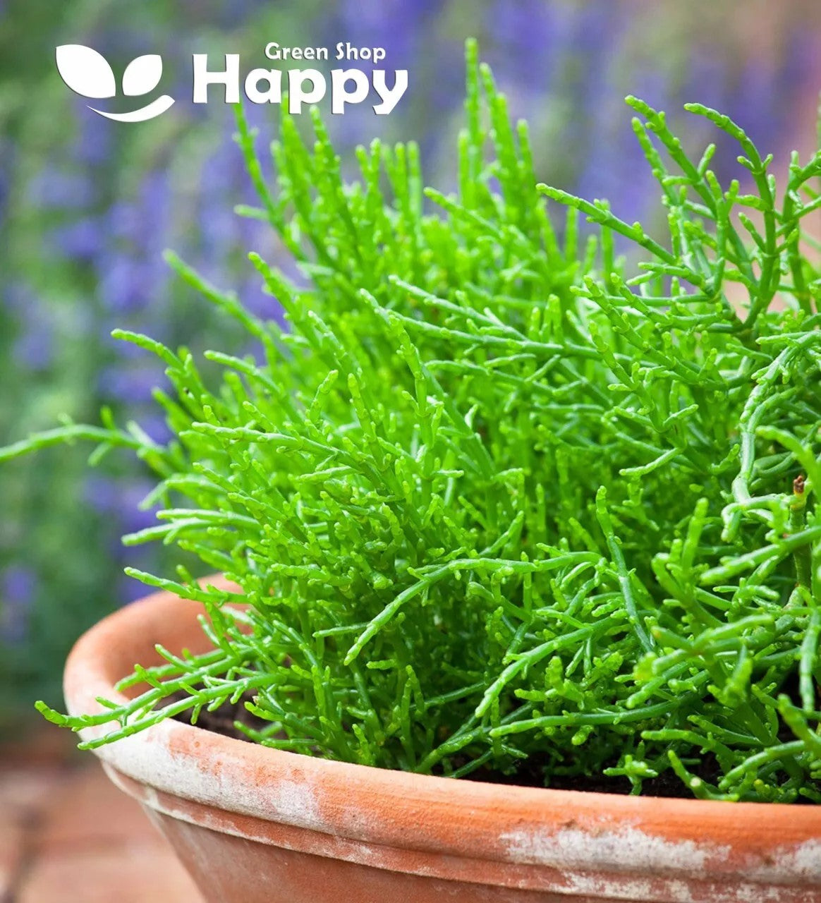 Sea Asparagus Baby Leaf Glasswort - 150 seeds (Salicornia europaea)