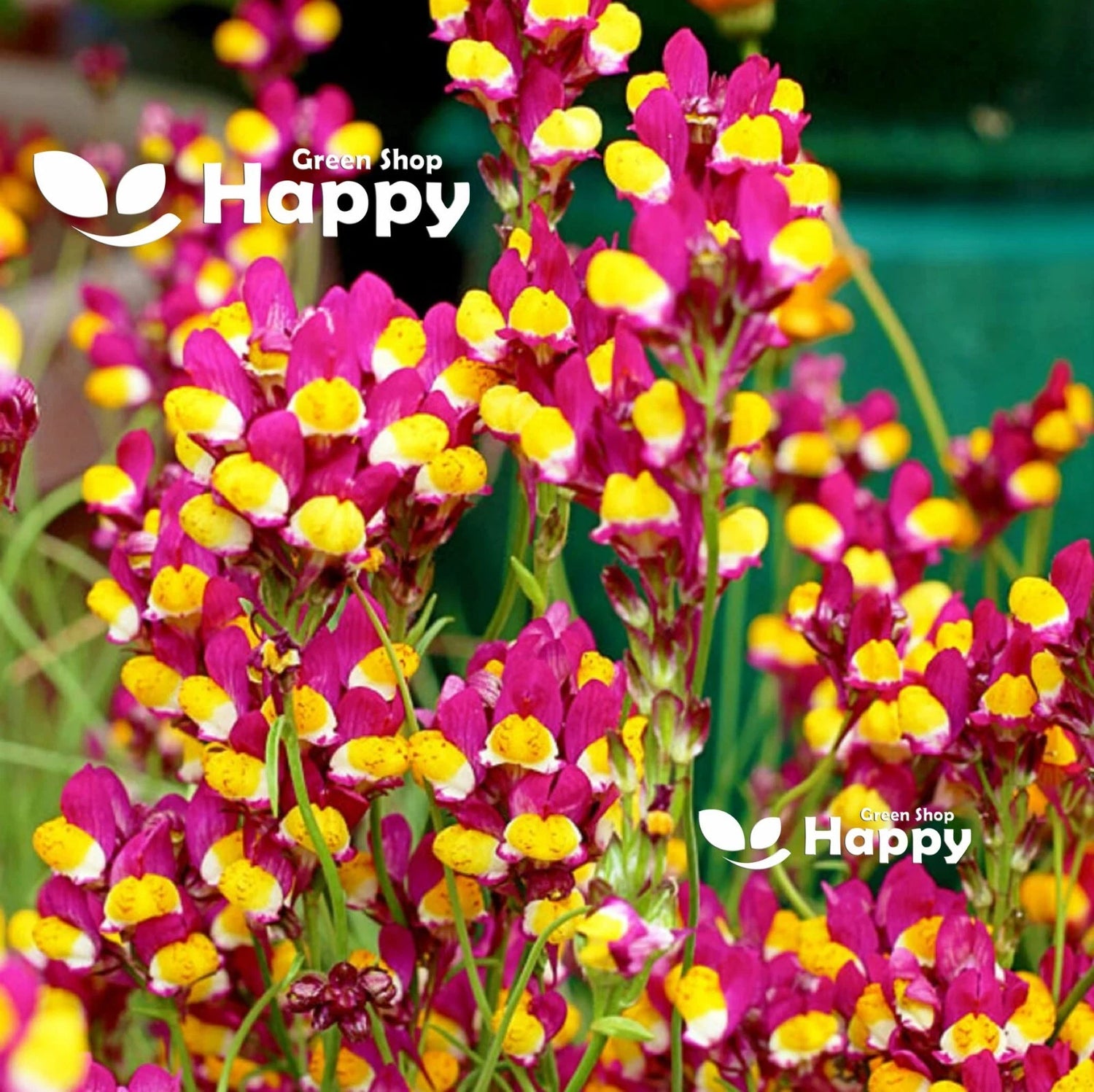 Toadflax - Baby Snapdragon 'Spanish Dancer' - 10 000 seeds (Linaria reticulata cordoba)