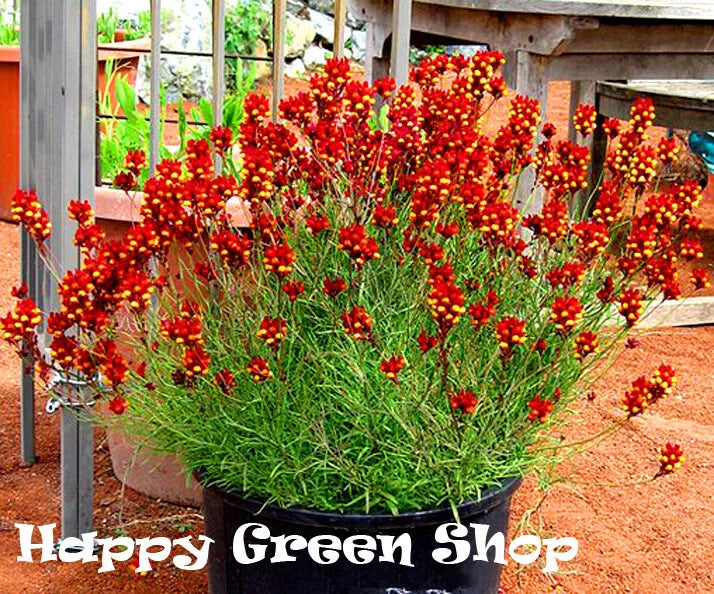 Toadflax - Baby Snapdragon 'Spanish Dancer' - 10 000 seeds (Linaria reticulata cordoba)