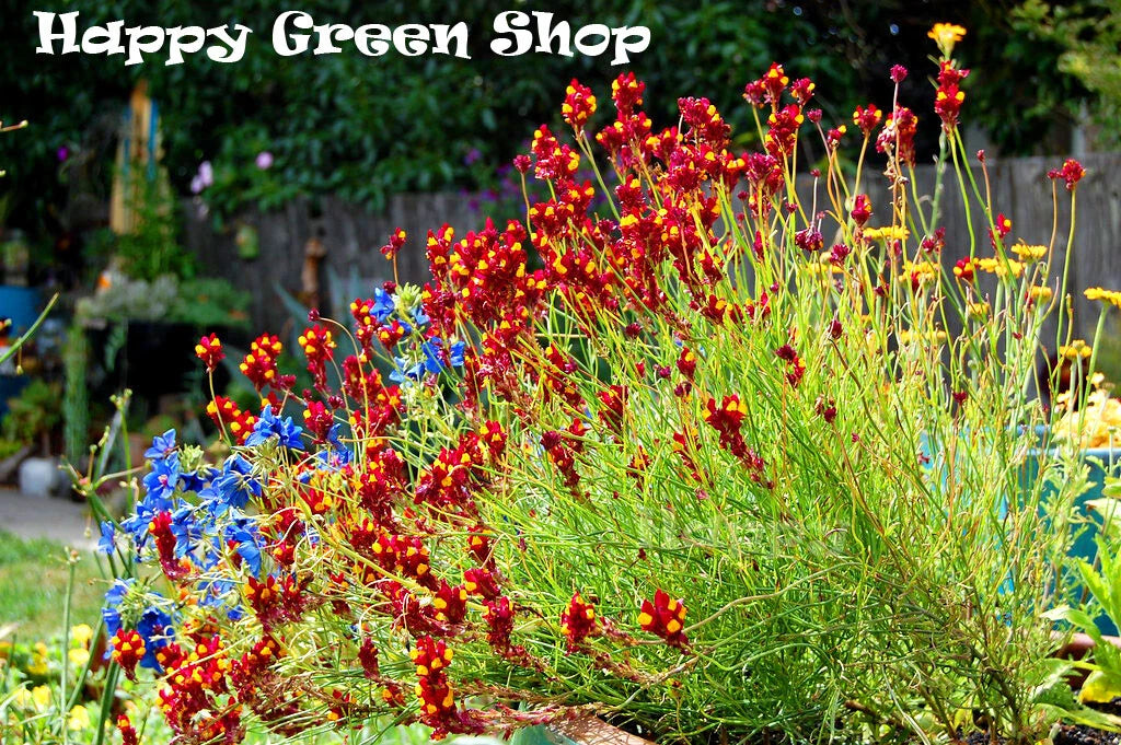 Toadflax - Baby Snapdragon 'Spanish Dancer' - 10 000 seeds (Linaria reticulata cordoba)