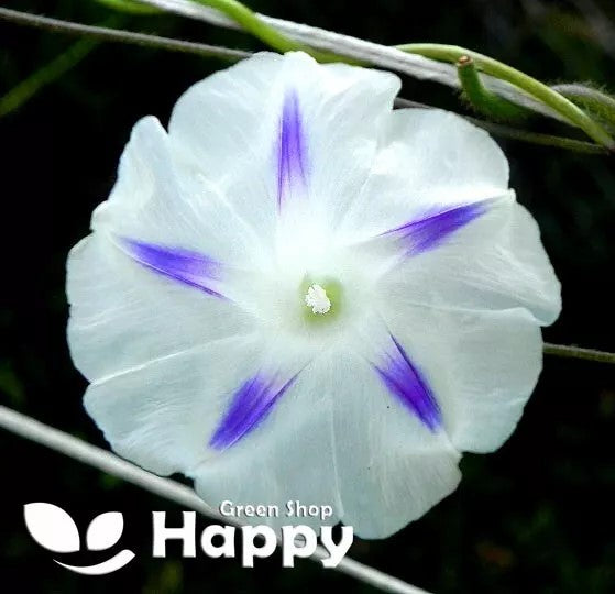Morning Glory 'Milky Way' - 40 seeds  (Ipomoea tricolor)