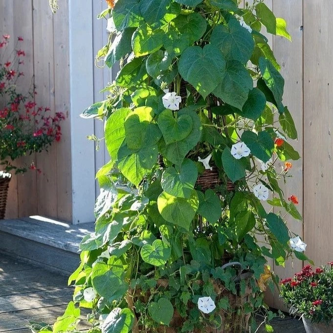 Morning Glory 'Milky Way' - 40 seeds  (Ipomoea tricolor)