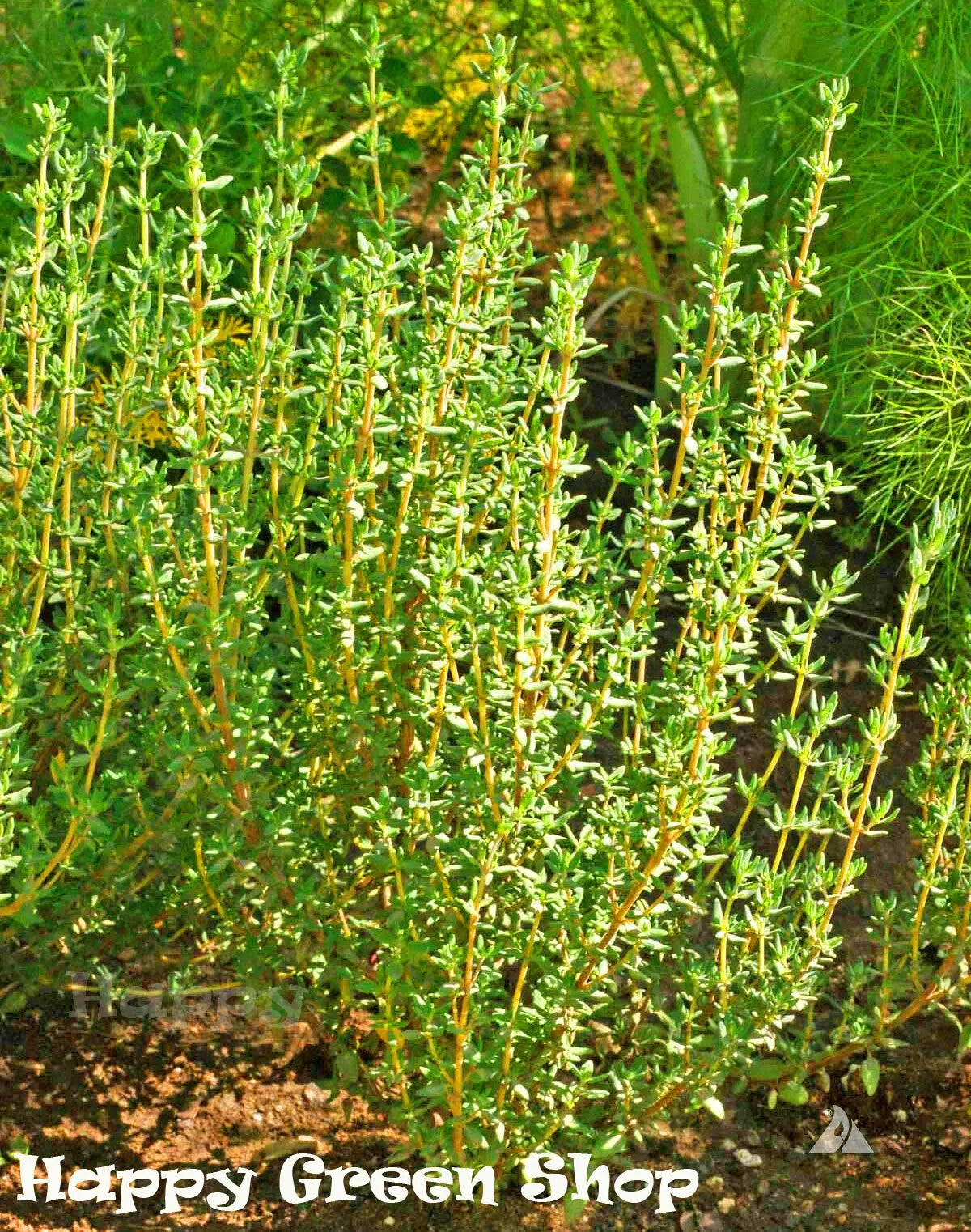 Winter English thyme - 1200 seeds (Thymus vulgaris)