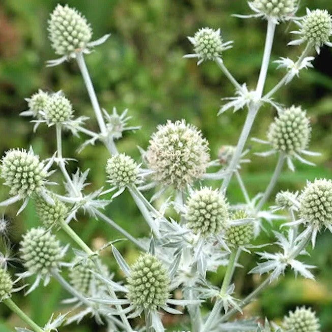 Silver Sea Holly – 80 seeds (Eryngium Planum)