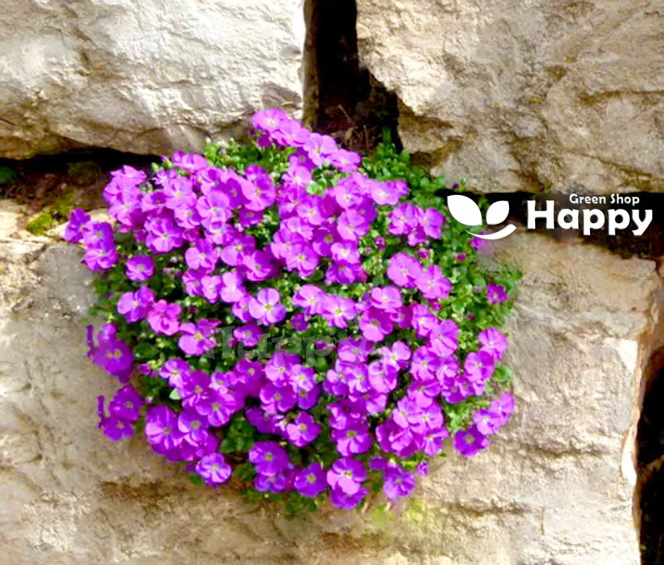 Rock Cress Cascade 'Leichtlinii' - 300 seeds (Aubrieta Cultorum)