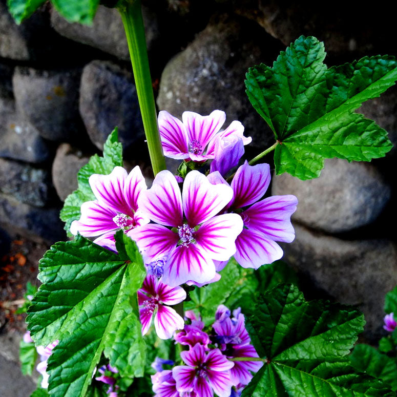 Mallow 'Zebrina' – 70 seeds (Malva Sylvestris)
